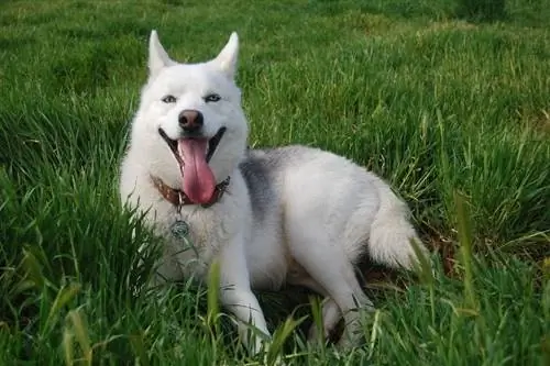 Husky siberià feliçment estirat a l'herba