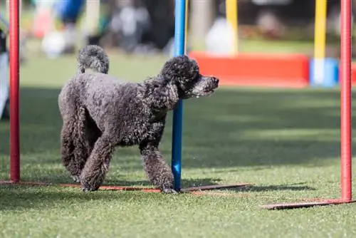 Moyen caniche gris jugant al curs d'agilitat