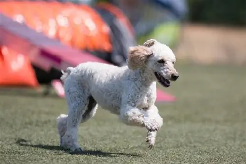 poodle moyen branco jogando fora do curso de agilidade