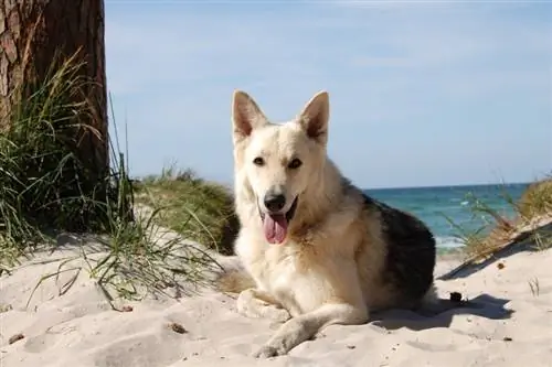 I cani possono scottarsi al sole? Cosa hai bisogno di sapere