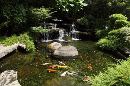 estany de jardí de koi