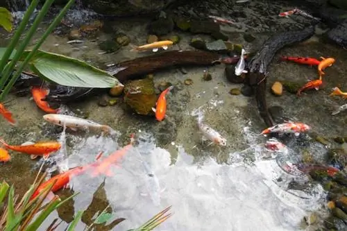 estany de jardí de koi