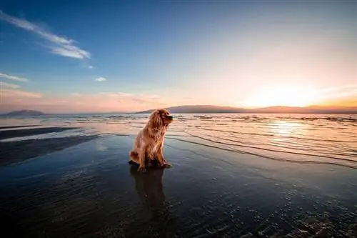 pantai matahari anjing