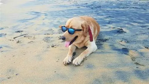 Hund på stranden med solglasögon