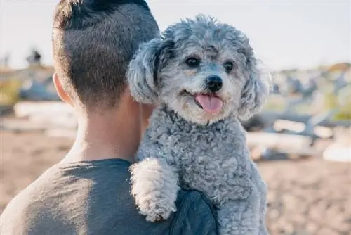 Con chó con Brindle poodle được một người đàn ông bế