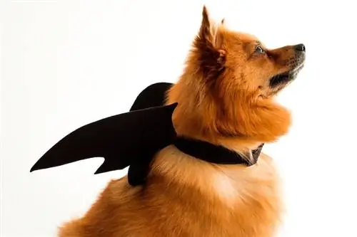 chien moelleux orange avec des ailes de chauve-souris