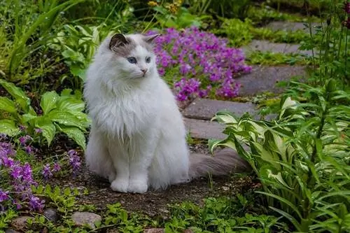 Come tenere i gatti fuori dalle aiuole (11 semplici metodi)