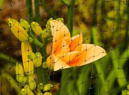 o floare galbenă într-o plasă de păsări