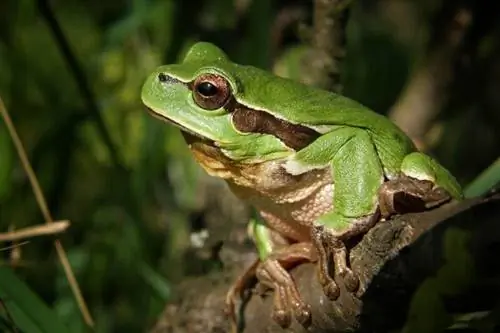 Žaba drveća izbliza