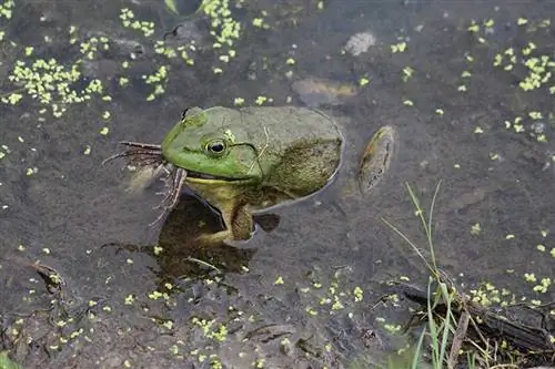 Broasca taur care mananca o alta broasca