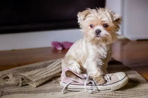 cachorro pequeno com sapato de seu dono