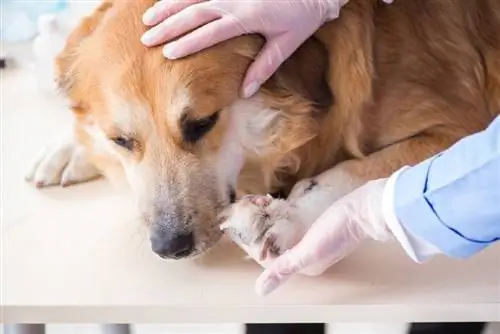 κτηνίατρος που ελέγχει το Golden Retriever