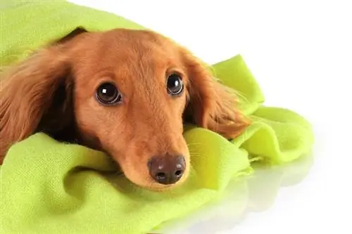 dachshund ቡችላ በብርድ ልብስ ስር እየቀበረ