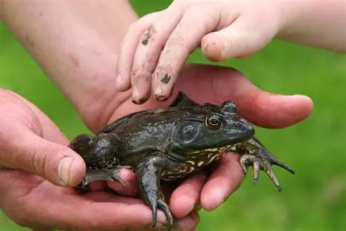 Les grenouilles sont-elles de bons animaux de compagnie ? Avantages, inconvénients & Choses à considérer