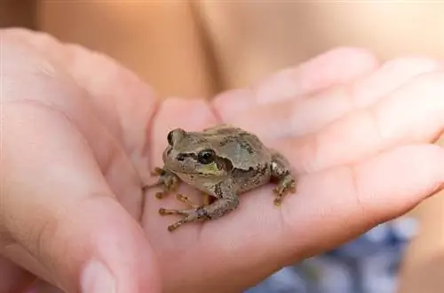 žaba na ljudskoj ruci