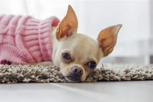 zieke chihuahuahond die op een kleed ligt