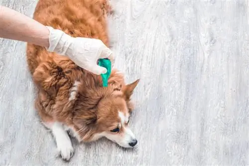 Vlooiendruppels aanbrengen op een hond met handschoenen