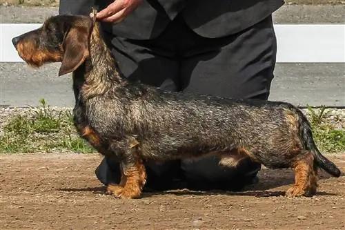 Dachshund lông xù