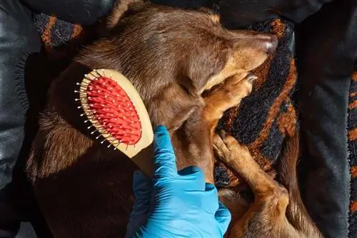 Cepillado de un perro salchicha marrón con guantes de nitrilo azul. Crisis del coronavirus