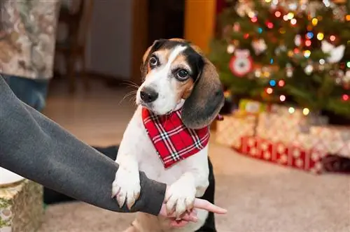 Beagle muda yang lucu mengenakan bandana