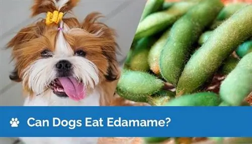 Les chiens peuvent-ils manger de l'edamame ? Valeurs nutritionnelles & Guide de sécurité