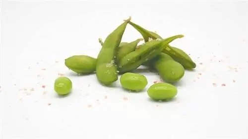 A mund ta hanë qentë Edamame