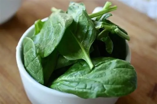 Un plato de espinacas en la mesa