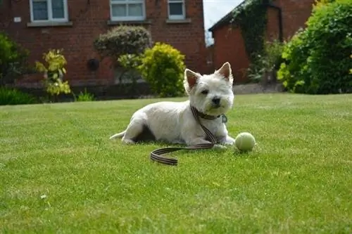 terrier cairn