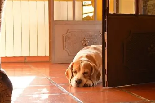 Beagle di pintu