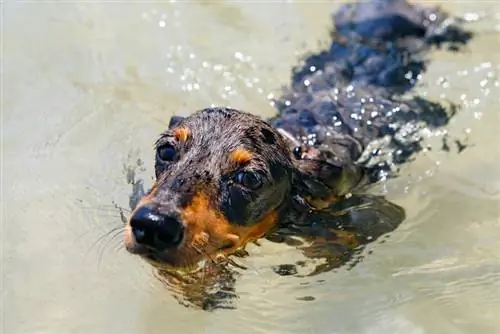 Dachshunds መዋኘት ይችላል? ማወቅ ያለብዎት ነገር