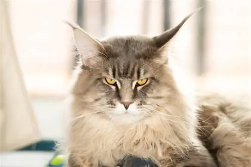 atigrado caballa maine coon