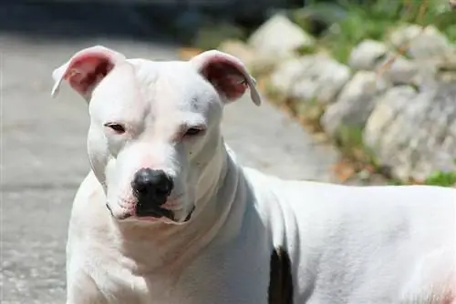 witte amerikaanse pitbull terriër