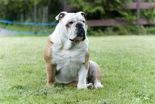 Bulldog inglese seduto