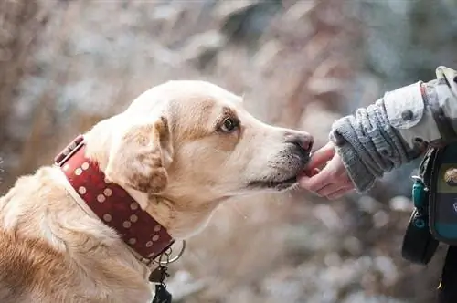 Hundefreundschaft