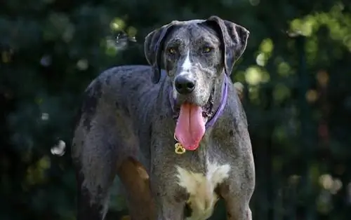 Engelse Bulldog Great Dane gemengde hond