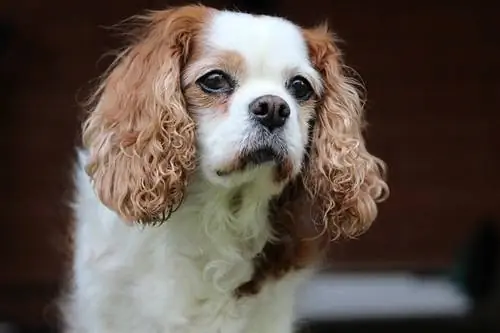 Beagle & Cavalier King Charles Spaniel Mix