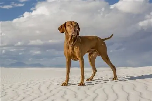 cachorro vizsla parado em um deserto de areia branca