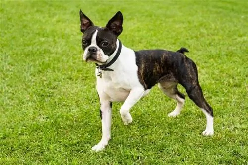 boston terrier sur l'herbe