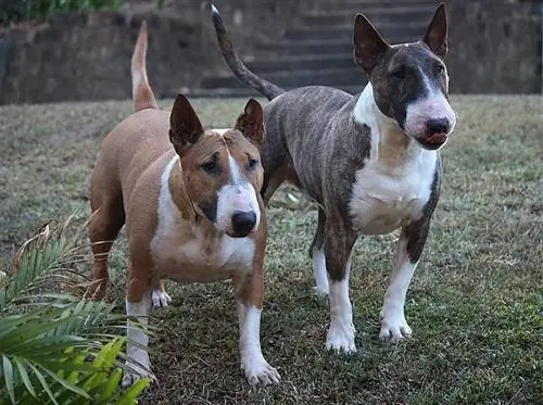 to bull terrier