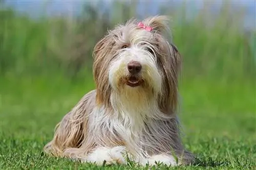 sød bearded collie