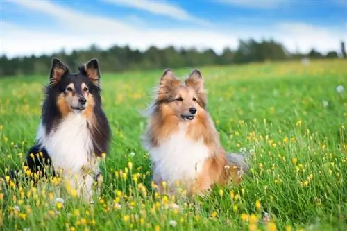 shetland sheepdogs sa bukid