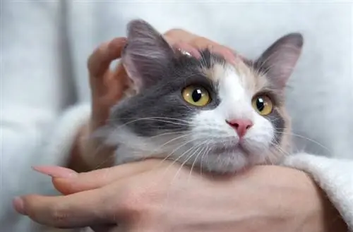 femme tenant et caressant un chat ronronnant