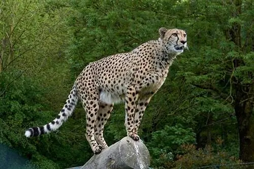 guepard en un tronc