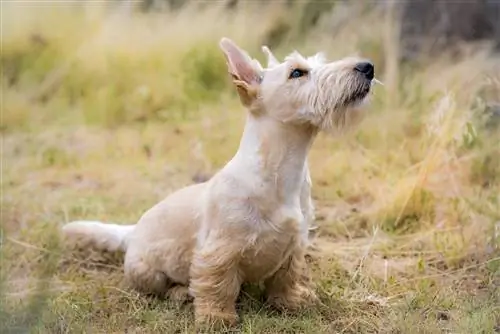 gos terrier escocès a l'herba