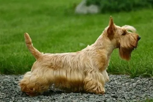 Terrier escocés de pie sobre piedras