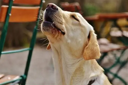 Hoe om te keer dat honde huil: Kennerswenke & Redes waarom honde huil