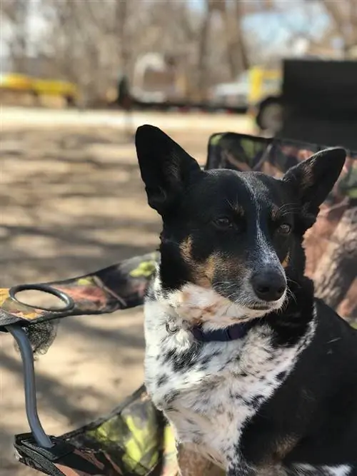 isara ang cowboy dog na nakaupo sa isang camper chair