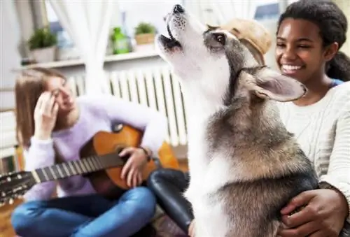 Hoekom huil honde vir musiek? Ondersoek hondegedrag