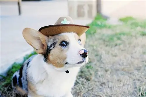 რა არის Cowboy Corgi? ეს ჯიშია?