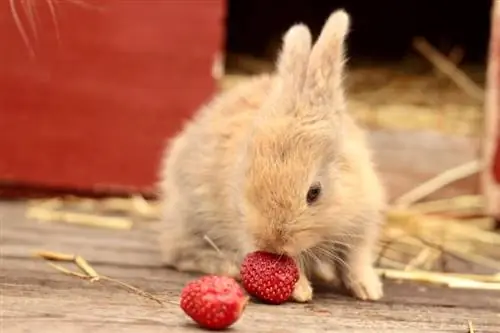 Baby Gotland luav noj strawberry